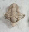 Gorgeous Snout Nosed Spathacalymene Trilobite - Rare #9229-3